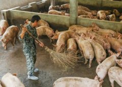 2018年全世界生产了1.13亿吨猪肉