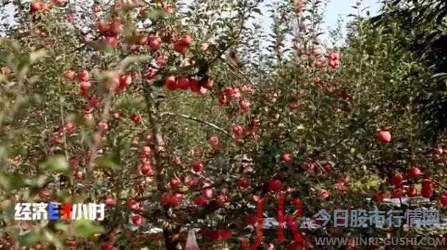 今年预计总共要收凌驾一千万斤的 苹果 