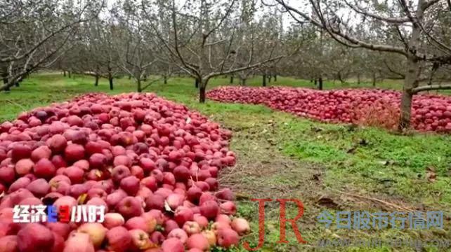 今年预计总共要收凌驾一千万斤的 苹果 