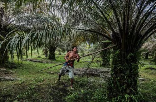 “印尼进步出口税会对棕榈油价格造成必然支撑