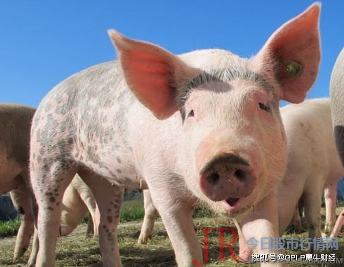 7月份销售肉猪73.86万头 含毛猪和鲜品 