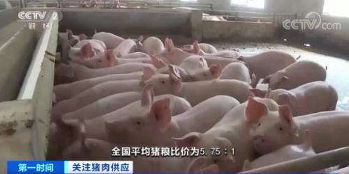 卖一头猪，亏300元？！养殖企业：吃亏也要卖…春节肉价怎么走？