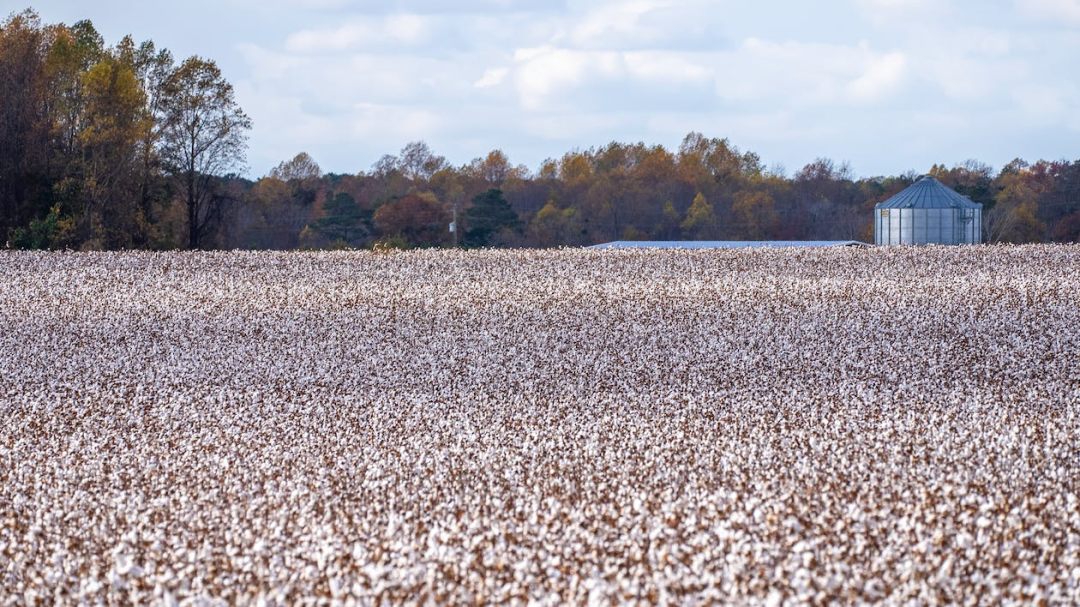 积极运用“保险+期货”创新形式协助当地棉农分散棉花价格下跌风险